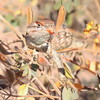 photo thumbnail #1