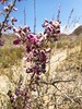 2017-05-08 :2: Goat Hill Loop via Pyramid / Bursera :: LindaAnn
