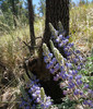photo thumbnail #15