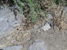 recent photo