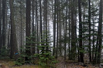 photo thumbnail #13