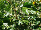 photo thumbnail #11