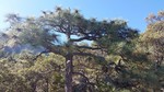2017-05-13 :: Rogers Rock-Kent Falls loop from Madera Canyon :: SkyIslandHiker