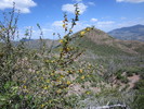 photo thumbnail #15