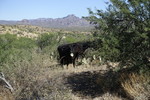 photo thumbnail #13