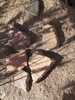 photo thumbnail #5