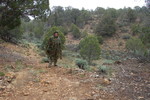 photo thumbnail #6