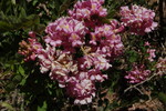 photo thumbnail #14