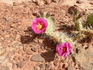 photo thumbnail #12