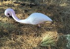 photo thumbnail #7