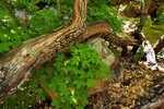 photo thumbnail #7