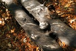 photo thumbnail #8
