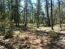 photo thumbnail #15