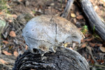 photo thumbnail #4