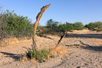 photo thumbnail #4
