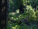 photo thumbnail #12