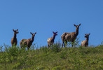 photo thumbnail #8
