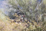 photo thumbnail #4