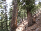 photo thumbnail #6