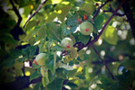 photo thumbnail #6