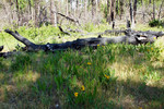 photo thumbnail #13