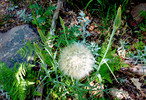 photo thumbnail #15