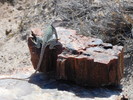 photo thumbnail #13
