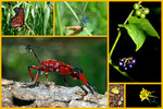 photo thumbnail #15