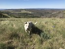 photo thumbnail #4