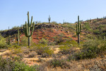 photo thumbnail #6