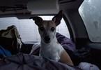 photo thumbnail #1