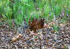 photo thumbnail #6