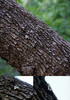 photo thumbnail #11