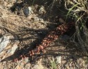 2016-08-20 :: Horse Pasture Hill :: AZHiker456