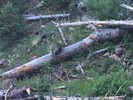 2017-06-26 :2: Abineau Trail #127 :: MountainMatt