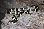 2017-07-09 :2: Dixie Mine Trail - MMRP :: gummo