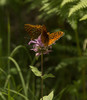 photo thumbnail #11