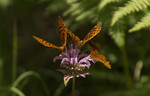 photo thumbnail #12