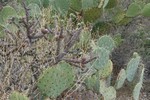 photo thumbnail #4