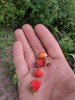 photo thumbnail #11