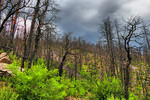photo thumbnail #12