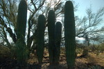 photo thumbnail #4
