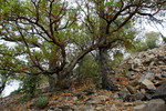 photo thumbnail #11
