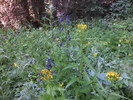 photo thumbnail #7