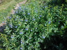 photo thumbnail #9