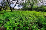 photo thumbnail #2
