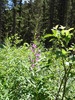 photo thumbnail #13