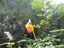 photo thumbnail #1