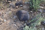 photo thumbnail #6