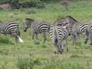 2017-07-14 :: Tanzania before and after Kilimanjaro extras :: JuanJaimeiii